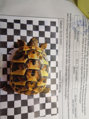 Griechische Landschildkröten Testudo Hermanii Bild 3