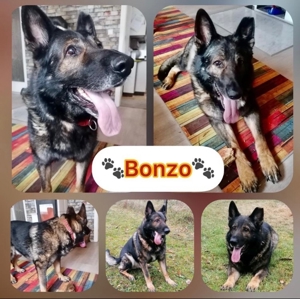 !!!SOS!! Dringender Notfall Schäferhund Rüde Bonzo 9,5 Jahre geimpft gechiptsucht dringend Zuhause Bild 1