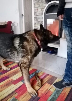 !!!SOS!! Dringender Notfall Schäferhund Rüde Bonzo 9,5 Jahre geimpft gechiptsucht dringend Zuhause Bild 5