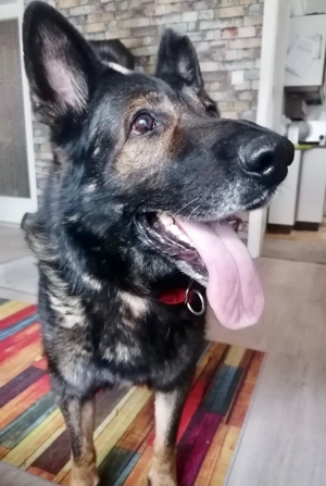 !!!SOS!! Dringender Notfall Schäferhund Rüde Bonzo 9,5 Jahre geimpft gechiptsucht dringend Zuhause Bild 3