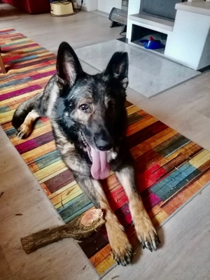 Notfall!!! Schäferhund Rüde Bonzo 8 Jahre geimpft gechipt sucht ein Zuhause!!! Bild 2