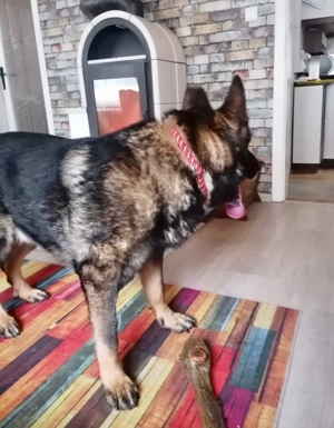 !!!SOS!! Dringender Notfall Schäferhund Rüde Bonzo 9,5 Jahre geimpft gechiptsucht dringend Zuhause Bild 4