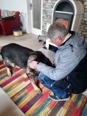 !!!SOS!! Dringender Notfall Schäferhund Rüde Bonzo 9,5 Jahre geimpft gechiptsucht dringend Zuhause Bild 6