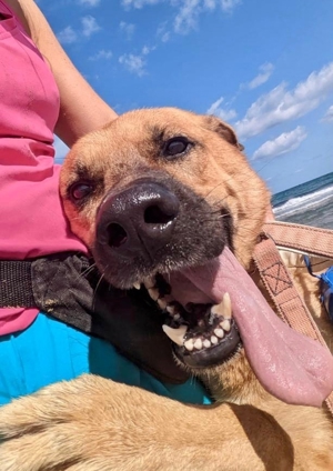 Wunderschöner großer Schäferhund Mix Rüde Rocco kastriert geimpft gechipt entwurmt sucht Zuhause Bild 15