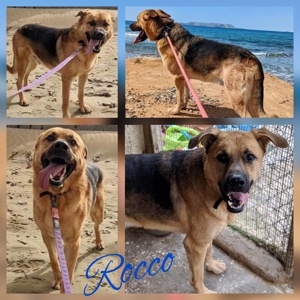 Wunderschöner großer Schäferhund Mix Rüde Rocco kastriert geimpft gechipt entwurmt sucht Zuhause Bild 1