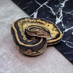 Königspythons adult, subadult, baby NEU Bild 3