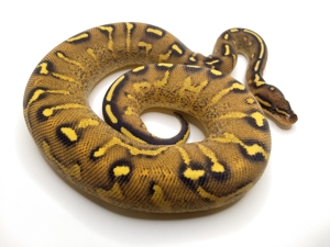 Königspython (Super Gravel) ball python Bild 1