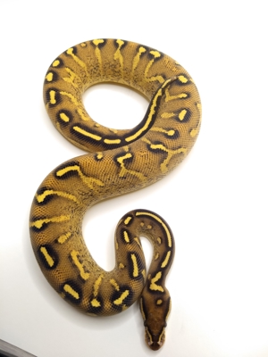 Königspython (Super Gravel) ball python Bild 3