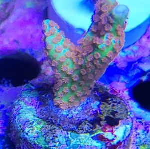 Korallen Acropora  Montipora Grafted Meerwasser Bartkoralle Bild 6