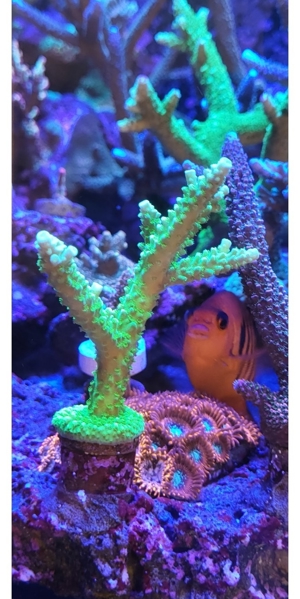 Korallen Acropora  Montipora Grafted Meerwasser Bartkoralle Bild 3