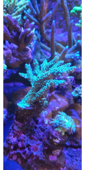 Korallen Acropora  Montipora Grafted Meerwasser Bartkoralle Bild 4