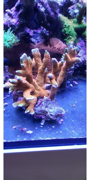 Korallen Acropora  Montipora Grafted Meerwasser Bartkoralle Bild 2