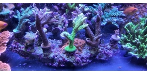 Korallen Acropora  Montipora Grafted Meerwasser Bartkoralle Bild 1