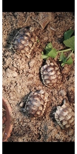 Landschildkröten aus Zucht Bild 4