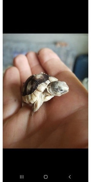 Landschildkröten/ Breitrandschildkröten Bild 1