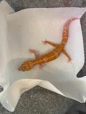 0.1 Inferno Leopardgecko 2021