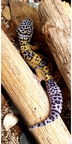 Leopardgecko NZ 24, verschiedene Morphe Bild 13