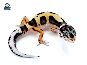 Schöne Leopardgeckos verschiedene Morphen abzugeben Bild 6
