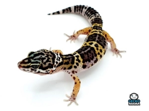 Schöne Leopardgeckos verschiedene Morphen abzugeben Bild 11