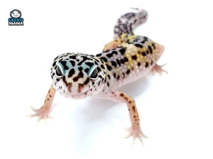 Schöne Leopardgeckos verschiedene Morphen abzugeben Bild 8