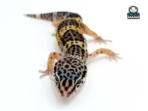 Schöne Leopardgeckos verschiedene Morphen abzugeben Bild 15