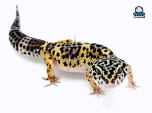Schöne Leopardgeckos verschiedene Morphen abzugeben Bild 4