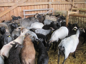 Urlaubsbetreuung für Ihre Pferde,Rinder,Esel,Schafe usw. Bild 12
