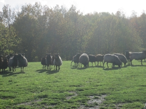 Urlaubsbetreuung für Ihre Pferde,Rinder,Esel,Schafe usw. Bild 6
