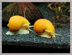 Goldgelben Schnecken,mit den Axolotl zusammen halten geeignet. Bild 2