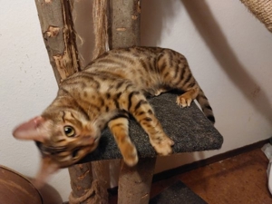 Bengal Katze Bild 3