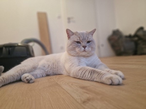 Reinrassiger Bkh Deckkater Bitte Anrufen oder WhatsApp  Bild 7