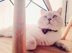 Reinrassiger Bkh Deckkater Bitte Anrufen oder WhatsApp  Bild 6