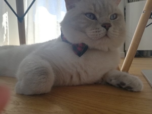 Reinrassiger Bkh Deckkater Bitte Anrufen oder WhatsApp  Bild 4