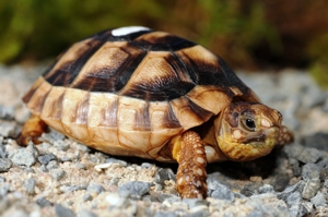Griechische Landschildkröte, Breitrandschildkröte-Zwergform, Baby, T.marginata weissingeri Nz. 2022 Bild 2