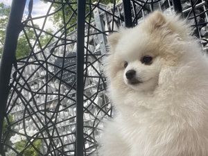 Pomeranian freut sich auf Damenbesuche Bild 6