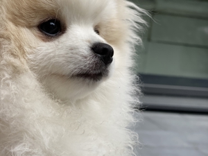 Pomeranian freut sich auf Damenbesuche Bild 7