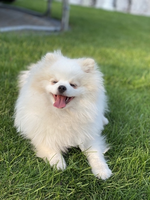 Pomeranian freut sich auf Damenbesuche Bild 3