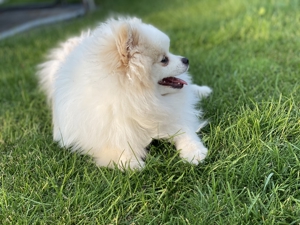 Pomeranian freut sich auf Damenbesuche Bild 4