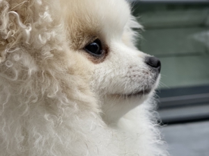 Pomeranian freut sich auf Damenbesuche Bild 5