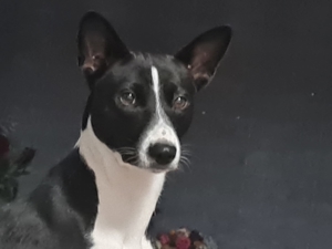 Basenji Deckrüde