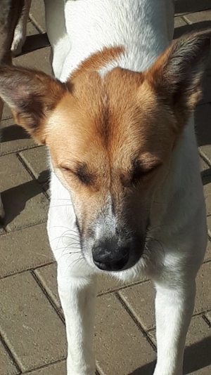 Pepper temperamentvolle Mischlingshündin Bild 6