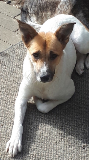 Pepper temperamentvolle Mischlingshündin Bild 4