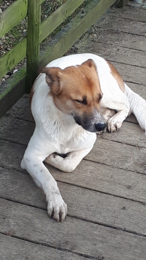 Pepper temperamentvolle Mischlingshündin Bild 3