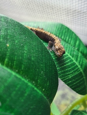 Jungferngecko (Lepidodactylus Lugubris) abzugeben Bild 6