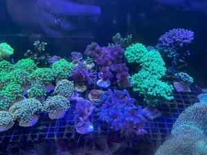 Korallen Ableger Bild 3