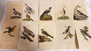 1800 handkoloriert Kupferstich 10 Vogel Motive Ornithologie antik Grafik bird graphic