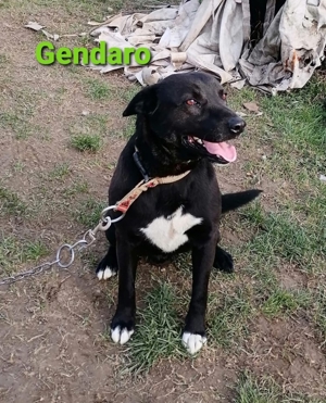 Der verschmuste Gendaro (Typ Labrador) sucht ein wundervolles Zuhause *PS in Kroatien*