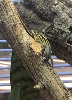1,1 Streifenzwergtaggecko ( Lygodactylus kimhowelli ) Bild 2