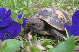 Griechische Landschildkröten THB Babys