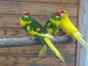 Ziegensittiche Bild 3